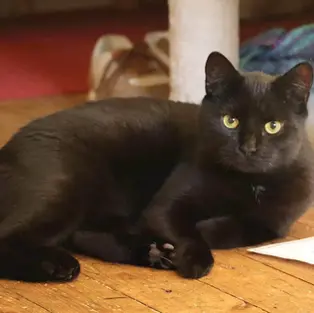 Toby - ~3-aastane kassipoiss (Virtsu)