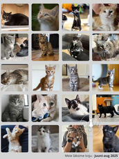 Mai, juuni, juuli & august 2025 - Kiisude statistika