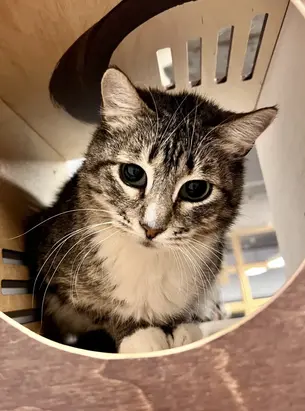 Sirli - ~4-aastane kassineiu (Tallinn)