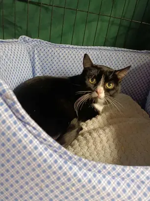 Pätu - ~2-aastane kassipoiss (Kassituba, Nõmme)