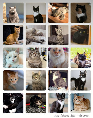 Oktoober 2023 - Kiisude statistika