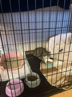 Kassipoeg -~5-6-kuune (Kose)