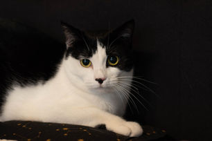 Fina - ~1-aastane kassineiu (Tartu)