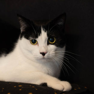 Fina - ~1-aastane kassineiu (Tartu)