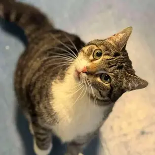 Lila - ~4-aastane kassineiu (Kassituba, Nõmme)