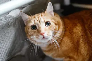 PÄEVAKÄPP ⟩ Erilise karvamustriga kassike otsib kodu juba aasta aega