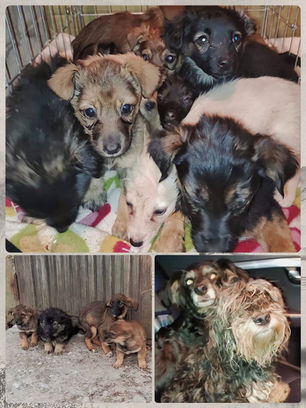 Десятерых щенков бросили умирать на морозе: им на помощь пришли неравнодушные люди