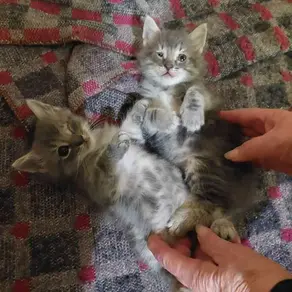 2 kassipoega - (Raasiku vald)