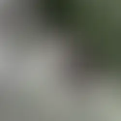 Kassipoeg - (Lääne-Harju vald, Padise)