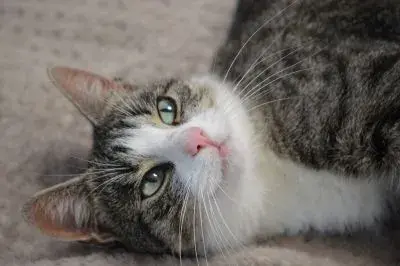 Emane kass-~1-aastane (Tamsalu)