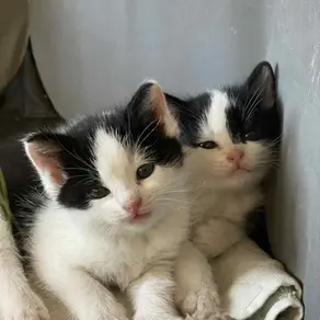 2 kassipoega -~1,5-kuused (emane, isane) (Muuga)