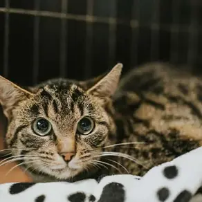 Emane kassipoeg -~5-kuune (Rapla)