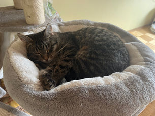 Katja - ~3-aastane kassipreili (Tartu)