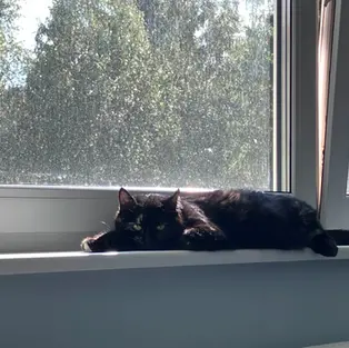 Evelyra - ~4-aastane kassipreili (Tallinn)