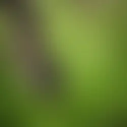 Emane kass - (Kohila)