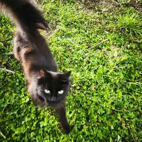 Emane kass - (Kohila)