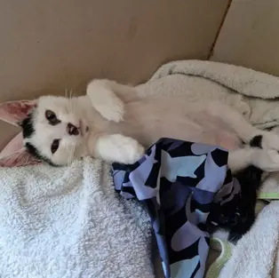 Miku - ~1-aastane kassipoiss (Mustvee)