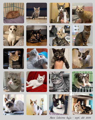 September & oktoober 2025 - Kiisude statistika