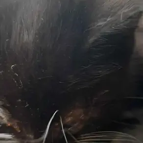 Kassipoeg - (Laitse)