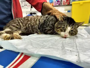 Šokeeriv juhtum Harjumaal: ootamatult haigestunud kassi kehast avastati mitu püssikuuli