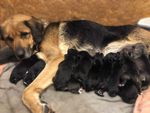 Imearmas: vaata, kuidas läheb Viljandimaalt päästetud koera 14 kutsikal