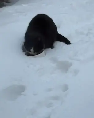 Isane kass -~2-aastane (Rae vald, Aaviku)