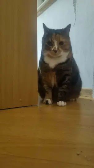 Emane kass -~7-aastane (Maardu)