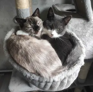 Mimir - ~1-aastane kassineiu (Vasalemma)