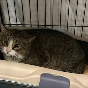 Isane kass - (Kibuna)