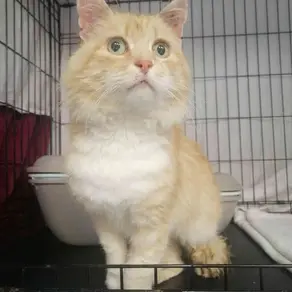 Isane kass - (Kernu)