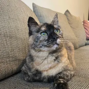 Sändy - ~4-aastane kassineiu (Nõmme)