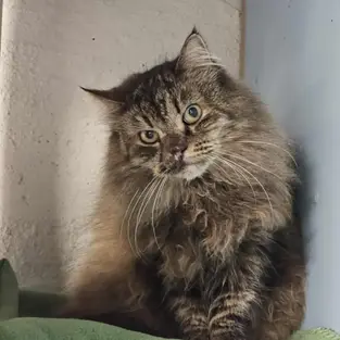 Bellatrix - ~6-aastane kassipreili (Kassituba, Nõmme)