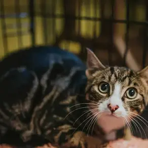 Isane kassipoeg -~5-kuune (Rapla)