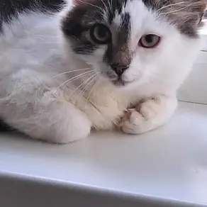 Emane kassipoeg -(Kohtla-Järve)