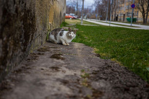 «Их тошнит,у них дизентерия,воспаления» – волонтеры спасли 118 кошек из нелегального питомника в Та 