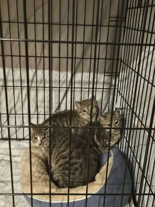 3 kassipoega -~5-6-kuused (Kose)