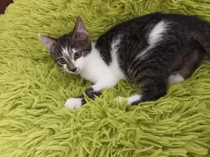 Pontsik ~7,5-kuune kassipoiss (Tartu)