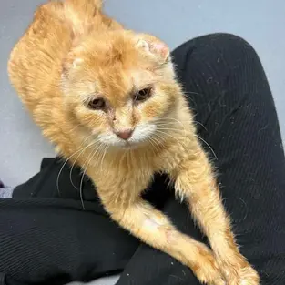 Poksija - ~6-aastane kassihärra (Kassituba, Nõmme)