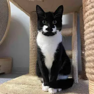 Liza Minelli - 1,5 -aastane kassineiu (Kassituba, Nõmme)