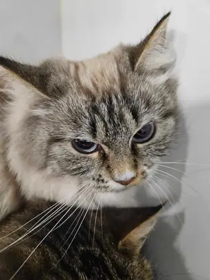 Жуткая находка в Ласнамяэ: в квартире сами по себе жили 30 кошек