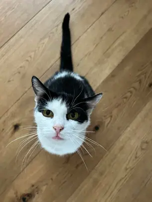 Oreo - ~8-aastane kassiproua (Tallinn, Viimsi)