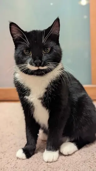 Donna - ~2-aastane kassineiu (Rae vald, Peetri)