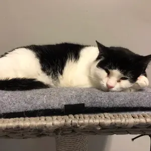 Alexela - ~7-aastane kassineiu (Kassituba, Nõmme)