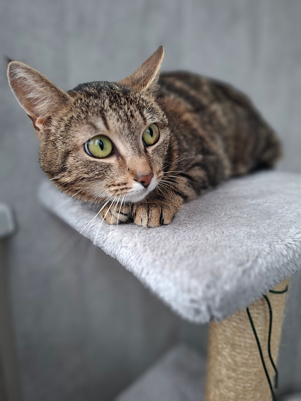 Bella - ~2,5-aastane kassipreili (Tallinn)