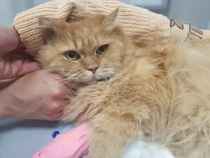 Нужна ваша помощь! Жизнь кошки, упавшей с восьмого этажа, висит на волоске