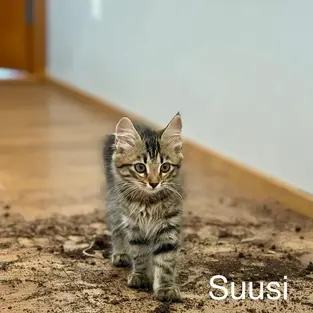 Uuzu & Suusi- ~3-kuused kassilapsed (Viljandi)