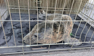 Kevade popim hülgepoeg narris päästjaid ja loomakaitsjaid, teda tuli Pärnus kaks korda koju juhatada 