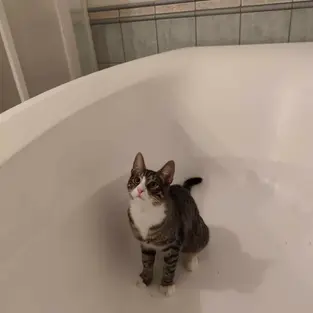 Rixu - ~6-kuune kassipoiss (Saku)