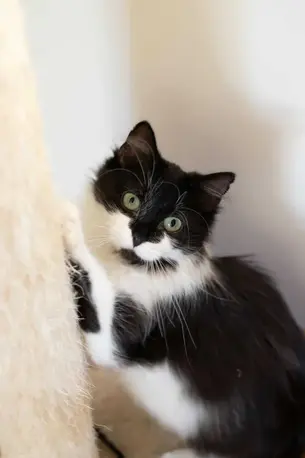 Keissy -~1-aastane kassineiu (Tartu)