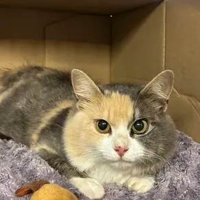 Emane kass - (Viljandi)